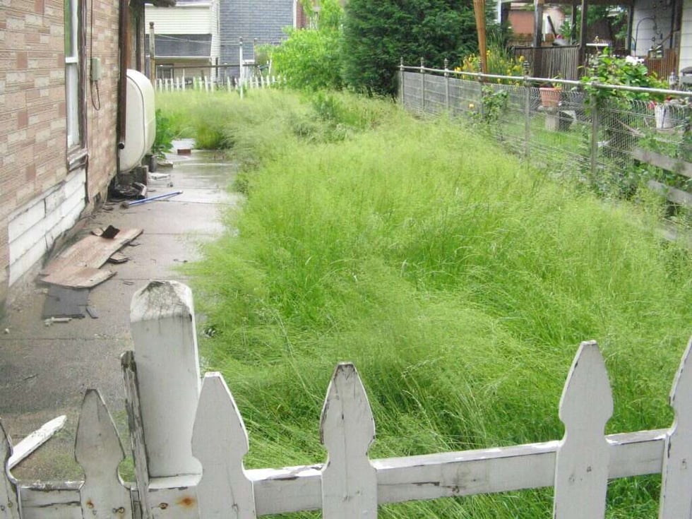 Overgrown Lawn